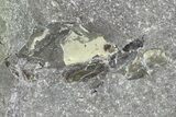 Unprepared Fossil Crab (Pulalius) In Concretion - Washington #101603-4